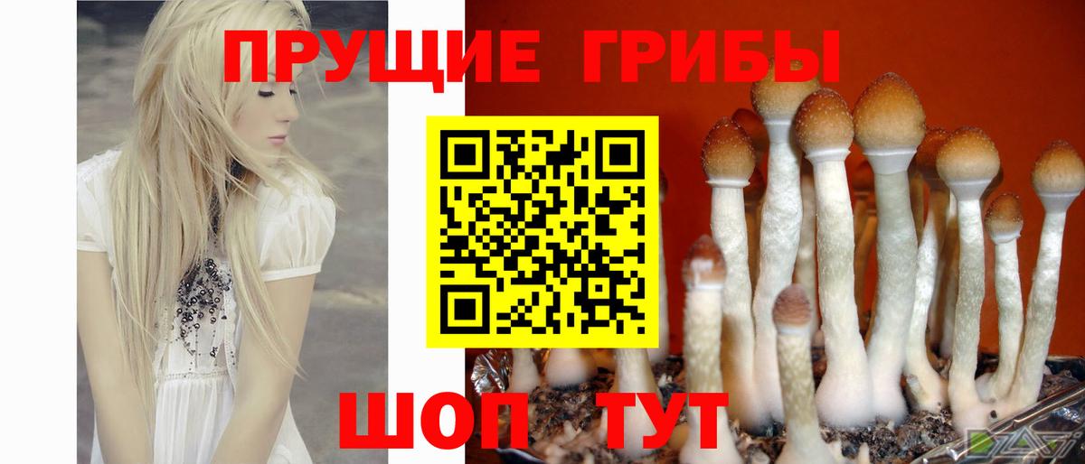 Медногорск  наркота  Вход с VPN  Галлюциногенные грибы прущие грибы  Псилоцибиновые грибы мухоморы 